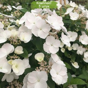 Саженцы гортензии ампельной Сбежавшая Невеста / Белоснежка (Runaway Bride) -  комплект 5 шт.
