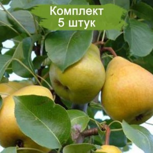 Саженцы груши Лада -  комплект 5 шт.
