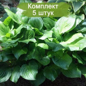Саженцы хосты Роял Стандарт (Royal Standard) -  комплект 5 шт.