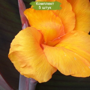 Клубни канны Анденкен ан Пфитцер (Andenken an Pfitzer) -  комплект 5 шт.