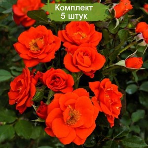 Комплект 5шт
 / Роза Алл Твиттер (миниатюрные)