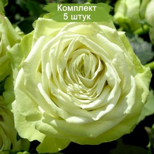 Саженцы чайно-гибридной розы Грин Ти (Green Tea) -  комплект 5 шт.