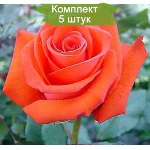 Саженцы чайно-гибридной розы Корвет (Corvette) -  комплект 5 шт.