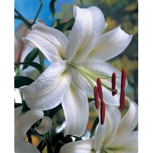 Луковица лилии Касабланка