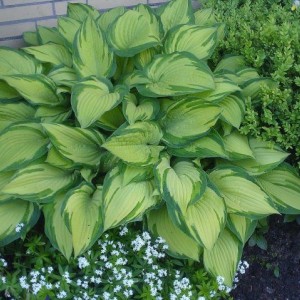 Саженец хосты Форчуна Альбопикта (Fortunei Albopicta)