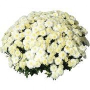 Саженец хризантемы мультифлора Черил уайт (Cheryl White) белая