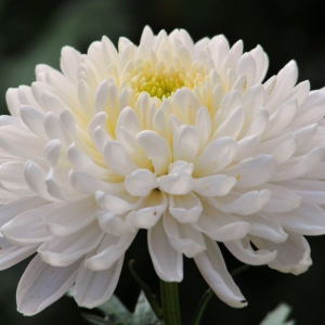 Саженец крупноцветковой хризантемы Газель (Gazelle) (Белая )