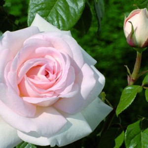 Саженец штамбовой розы Александр Пушкин (Alexandre Pouchkine)