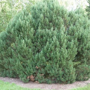 Саженец сосны Горной 40-60 см