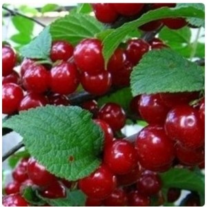 Вишня войлочная Океанская вировская