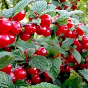 Вишня войлочная Восточная