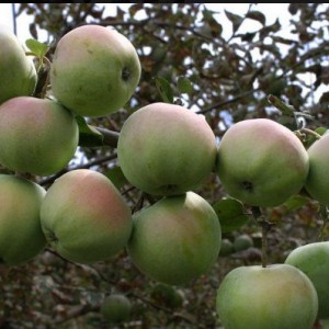 Яблоня Апрельское