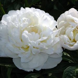 Саженец пиона Amalia Olson (Амалия Олсон )