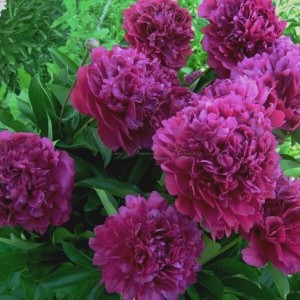 Саженец пиона Sir John Franklin (Сэр Джон Франклин )